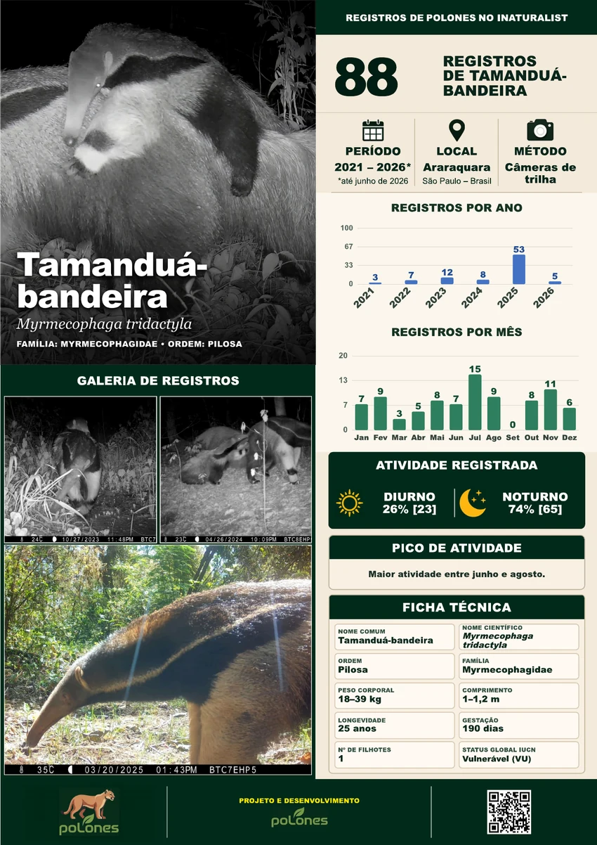Tamanduá-bandeira sample poster, page 1